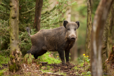 Die Reduzierung der Wildschweinbestände ist ein Baustein gegen die Afrikanische Schweinepest (Foto: ©prochym - stock.adobe.com)